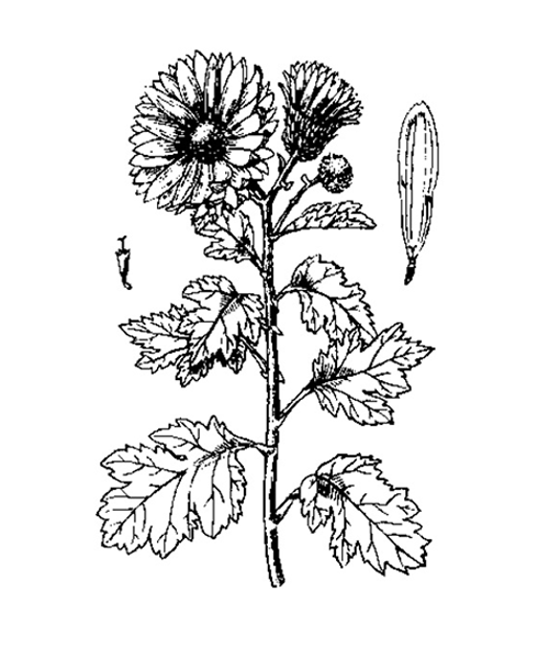 Natural compounds from  Chrysanthemum morifolium